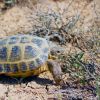 Landschikdkröte 40 Jahre alt 